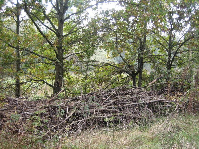 Maresberg-die Benjeshecke ist Versteck fuer Reptilien