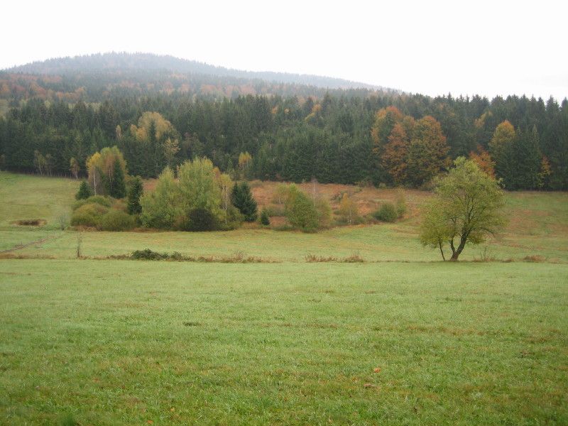 was ungepflegt aussieht ist ein Eldorado fuer seltene Insekten