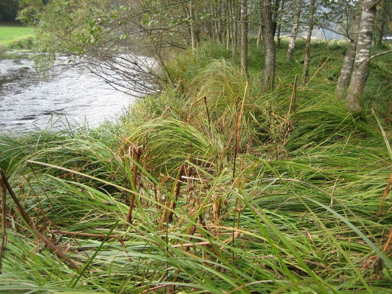 Steifseggenflaeche an der Ilz