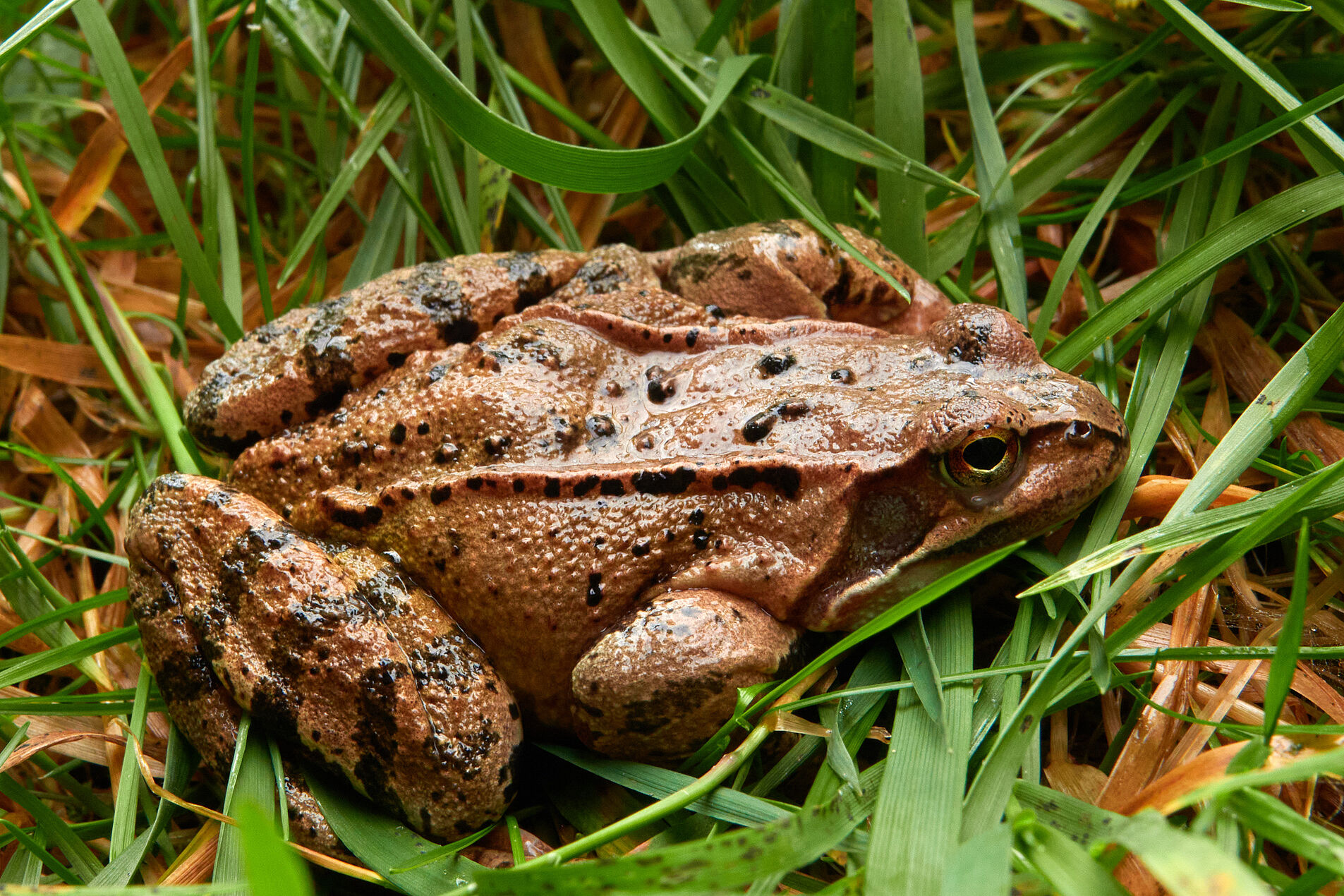 Ausgewachsener Grasfrosch